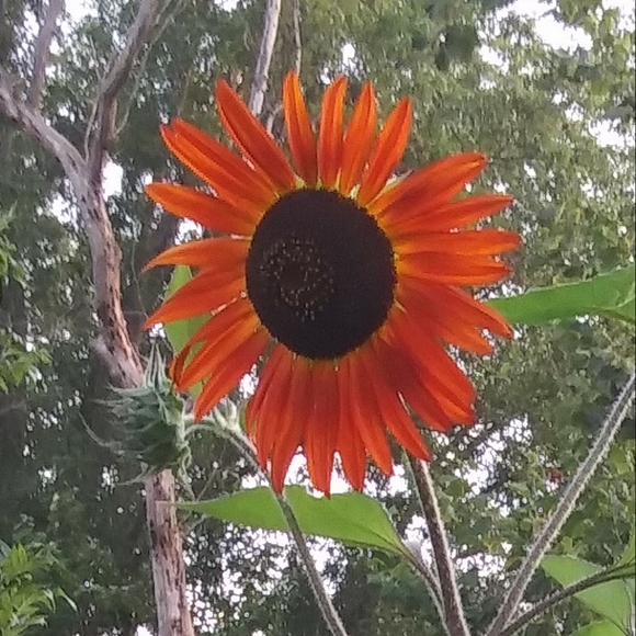 Meet your Posher, Mary - Picture 1 of 1